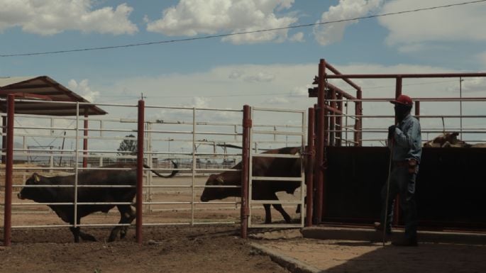 Reportan caso de gusano barrenador en Zacatecas