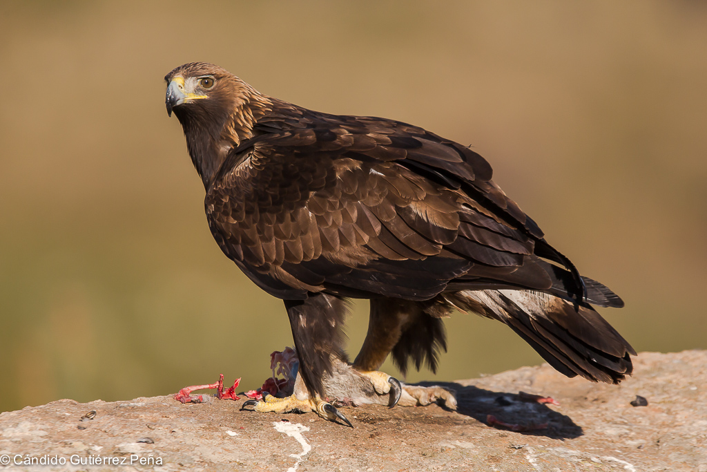 Localizan anidación del Águila Real en Coahuila