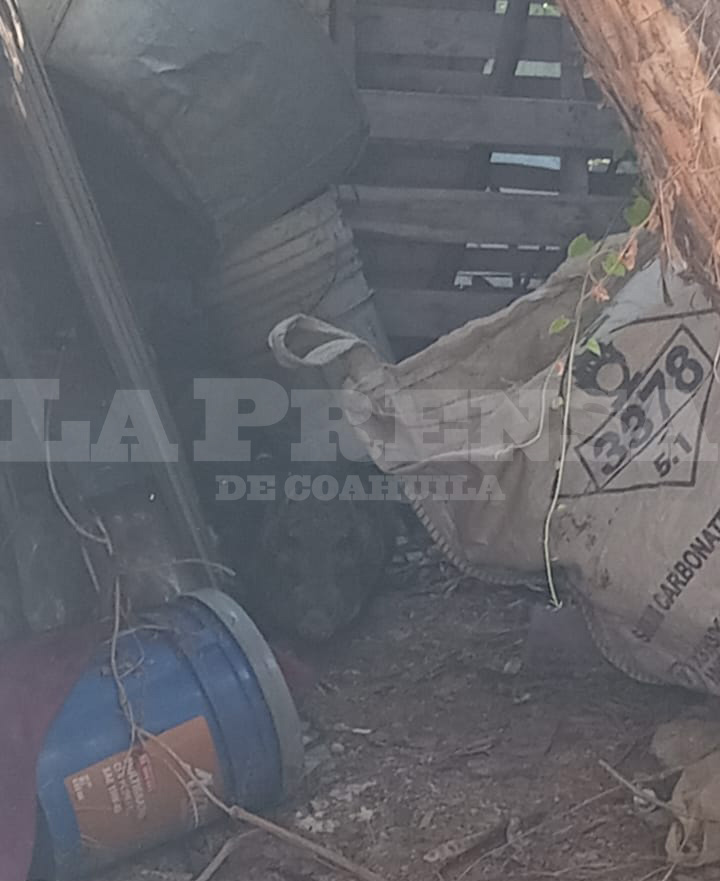Aseguran a jabalí que corría en calles de la Hipódromo