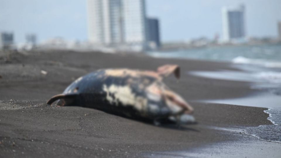 Derrame en el Golfo de México afecta áreas naturales protegidas y deja dos delfines muertos en Veracruz, denuncian ONG