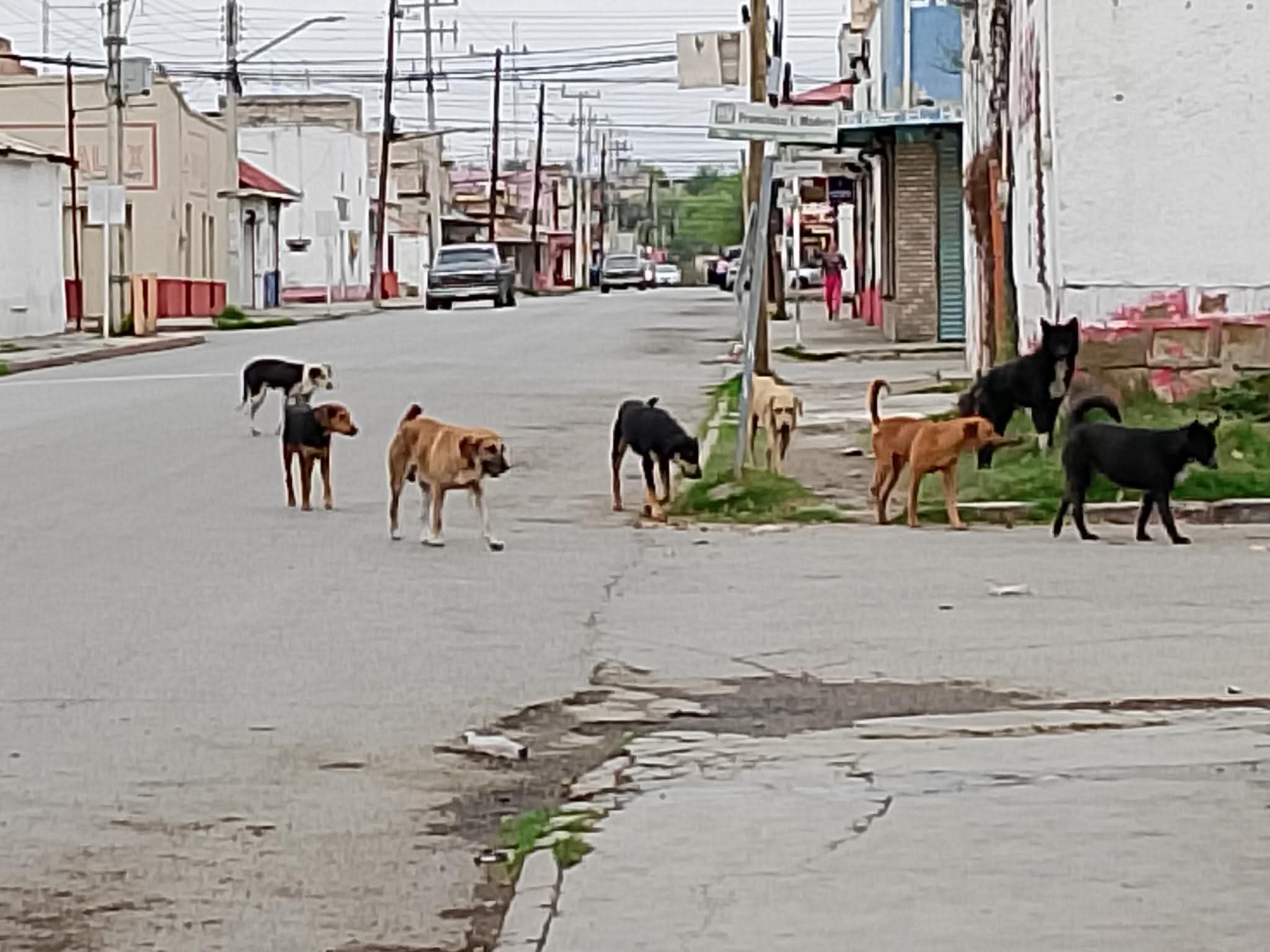Asesinan perros en el Centro de Rosita