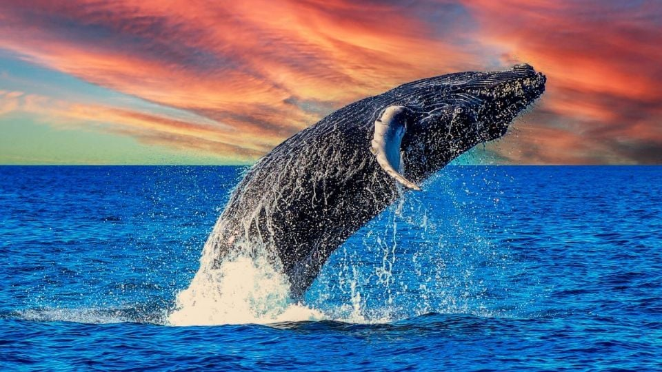 “Las ballenas van ganando”: ONG celebra suspensión de tránsito de buques por el Golfo de California