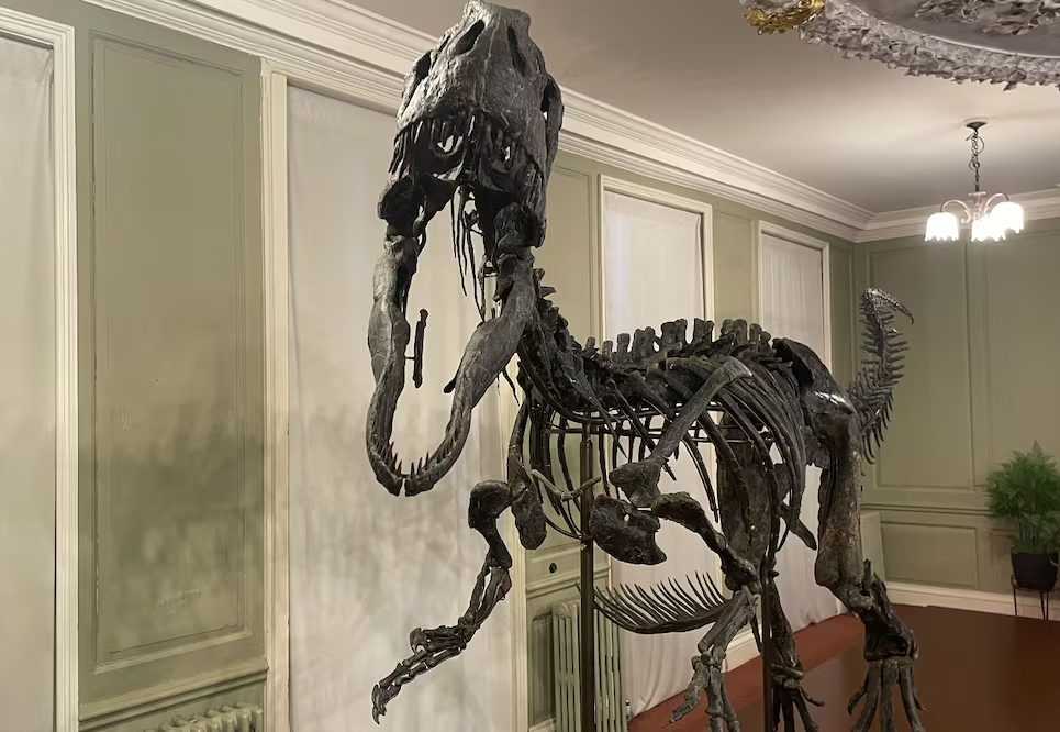 Exhiben por primera vez al “Juliasaurus”, un dinosaurio de seis metros casi intacto