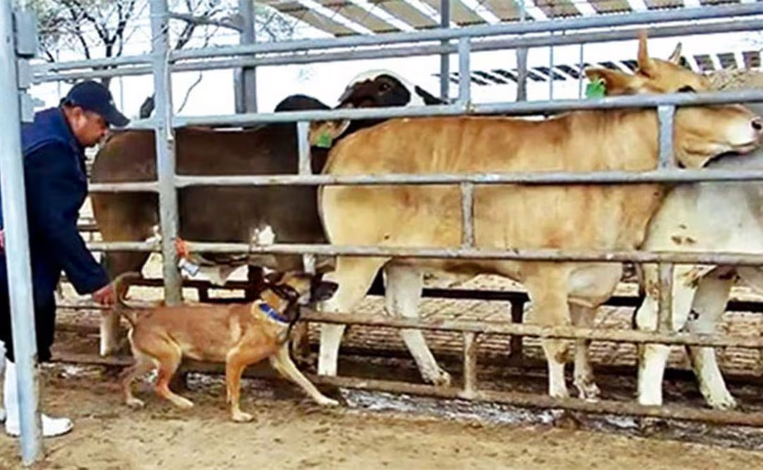 UNAM entrena contra gusano barrenador a Nala y Tamal; perritos detectaban Covid-19 y cánc3r mediante el olfato