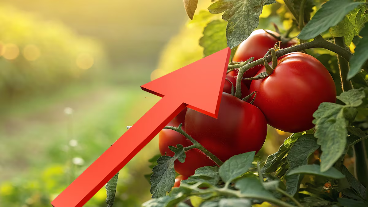 ¿Por qué el precio del jitomate se disparó en un año? Las claves para entender el aumento