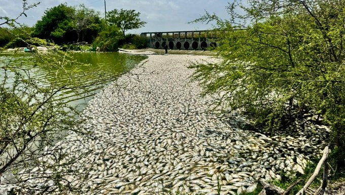 La mortandad de peces en el norte de Veracruz pudo evitarse… pero no llegan los expertos