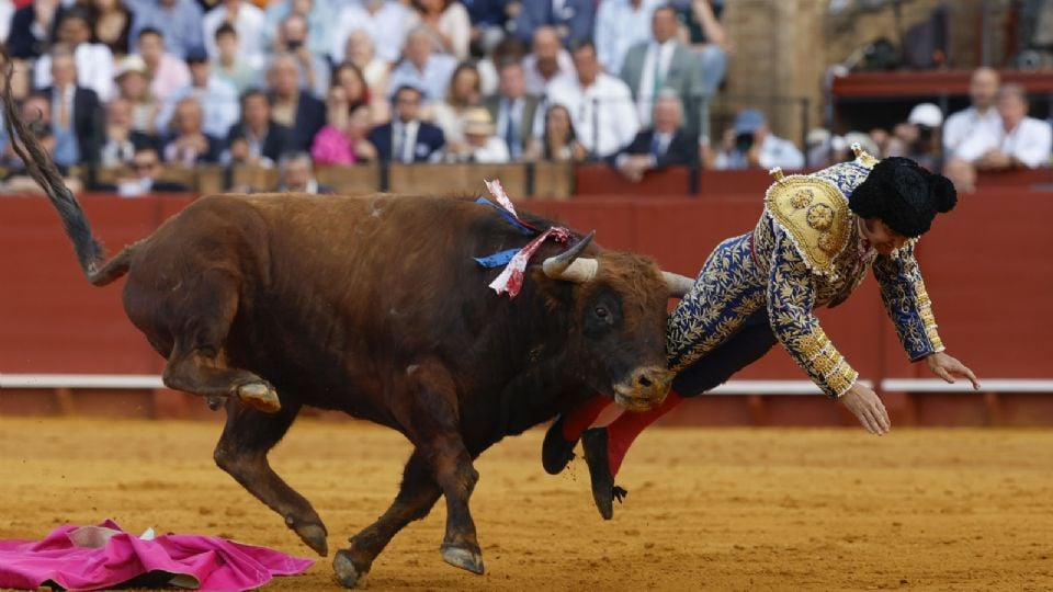 (VIDEO) El torero Morante de la Puebla sufre cornada en el recto: tiene perforación y su pronóstico es “muy grave”