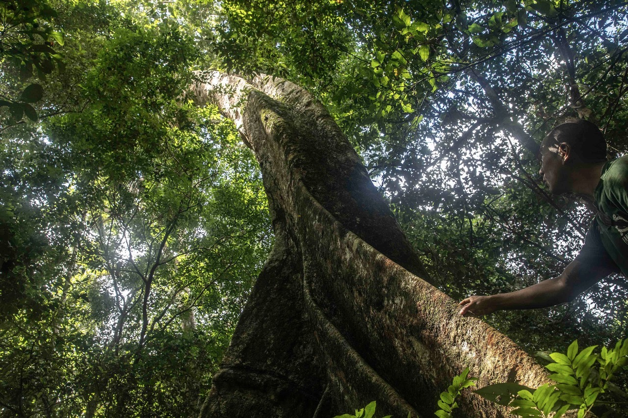 Hombre se casa con un árbol en Madrid; el activista del Amazonas peruano llama a proteger el planeta
