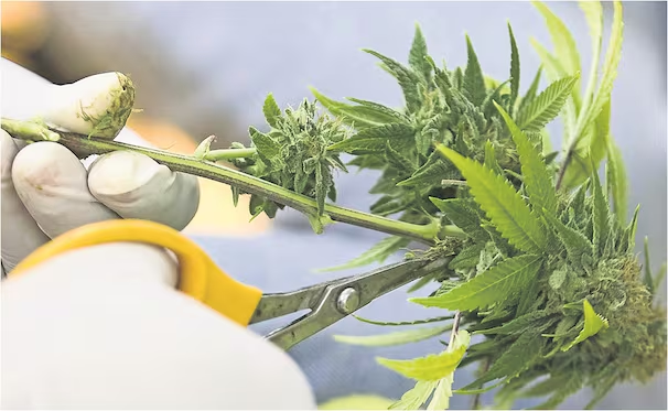 EU saca la m*rihuana del grupo de dr*gas más peligrosas; facilita acceso al cannabis para uso medicinal