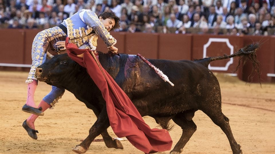El torero Roca Rey sufre dramática cornada cuando entró a m*tar y fue zarandeado varios segundos: tiene herida profunda en el muslo