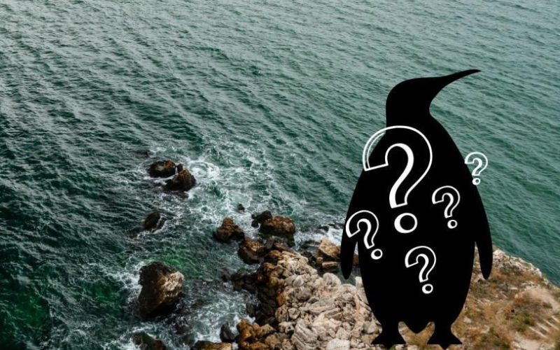 Día Mundial de los Pingüinos: ¿Cuál es el pingüino más raro del mundo?
