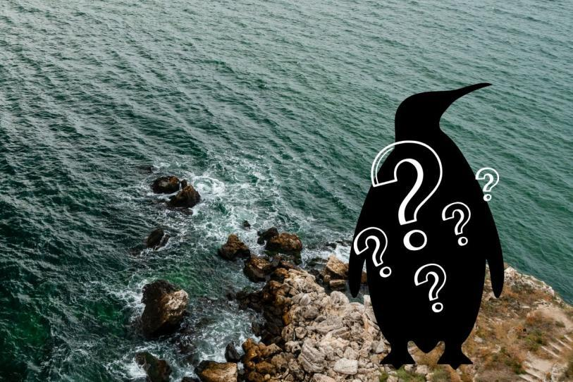 Día Mundial de los Pingüinos: ¿Cuál es el pingüino más raro del mundo?